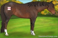 Horse Color:Liver Chestnut 