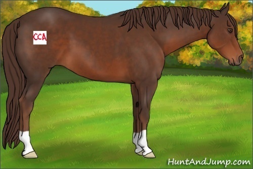 Horse Color:Liver Chestnut 