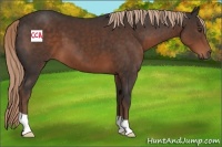 Horse Color:Liver Chestnut