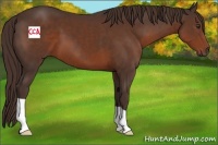 Horse Color:Liver Chestnut