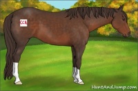 Horse Color:Liver Chestnut 
