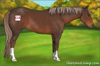 Horse Color:Liver Chestnut 