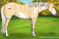 Horse Color:White Spotted Palomino Frame 