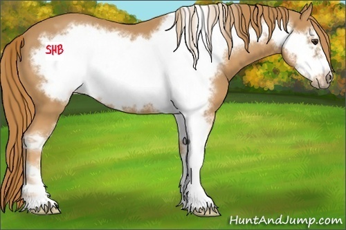 Horse Color:Chestnut Sabino Frame