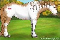 Horse Color:Chestnut Sabino Frame