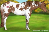 Horse Color:White Spotted Chestnut 