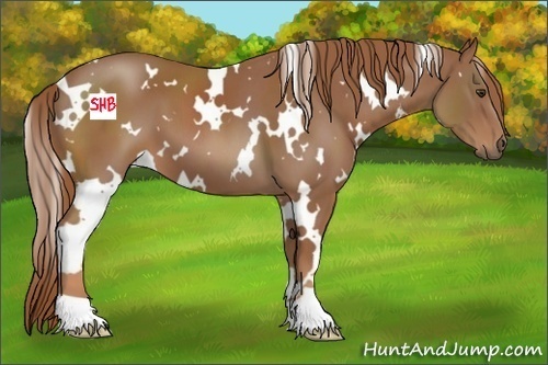Horse Color:White Spotted Chestnut 