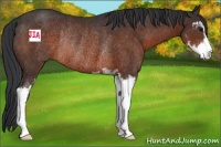 Horse Color:Brown Sabino Rabicano 