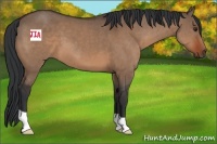 Horse Color:Brown Dun