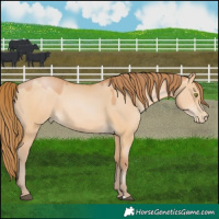 Horse Color:Bay Pearl Dun 
