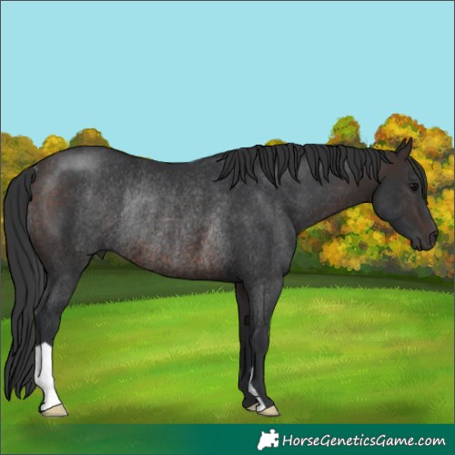 Horse Color:Brown Rabicano