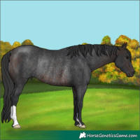 Horse Color:Brown Rabicano 