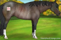 Horse Color:Brown Rabicano 