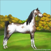 Horse Color:Brown Dun Frame Varnish 