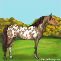 Horse Color:Buckskin Dun Near Leopard 