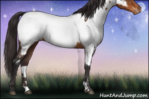 Horse Color:Buckskin Near Fewspot 