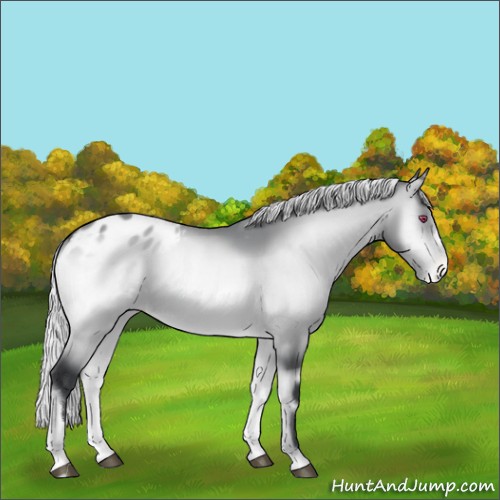 Horse Color:Silver Bay Chinchilla Onyx Appaloosa 