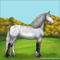 Horse Color:Silver Bay Chinchilla Appaloosa 