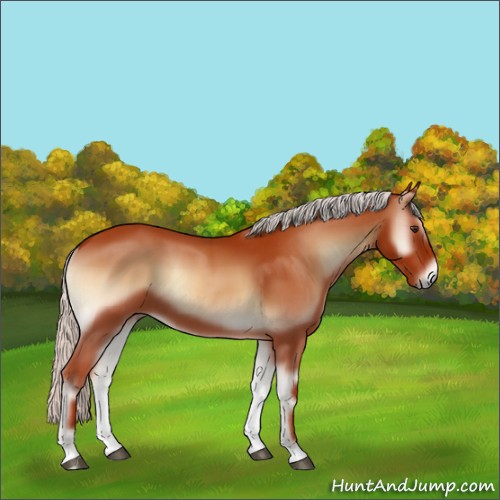Horse Color:Silver Bay Onyx