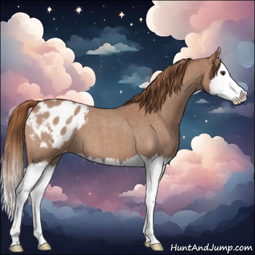 Horse Color:Red Roan Splash Appaloosa 