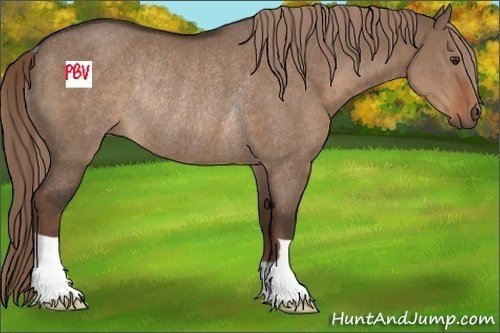 Horse Color:Liver Red Dun Rabicano 