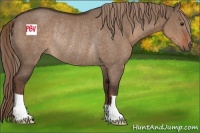 Horse Color:Liver Red Dun Rabicano 
