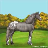 Horse Color:Silver Black Blanket Rabicano