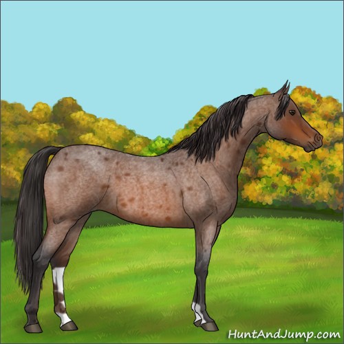 Horse Color:Buckskin Roan