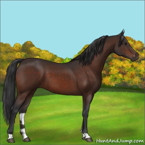 Horse Color:Brown 
