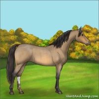 Horse Color:Buckskin Roan 