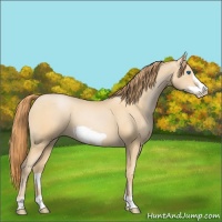 Horse Color:Buckskin Pearl Frame 
