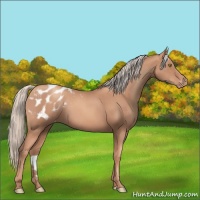 Horse Color:Gold Champagne Appaloosa 
