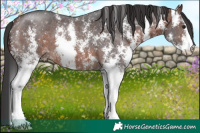 Horse Color:Brown Sabino