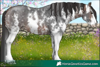 Horse Color:Brown Sabino 