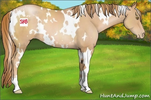 Horse Color:White Spotted Chestnut Pearl 