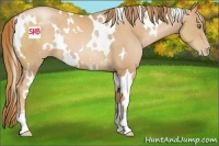 Horse Color:White Spotted Chestnut Pearl