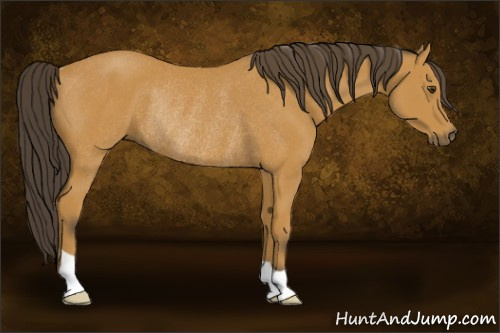Horse Color:Buckskin Rabicano 