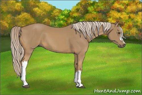 Horse Color:Unknown 