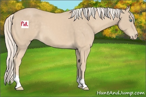 Horse Color:Cremello 