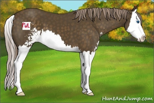 Horse Color:Chocolate Palomino Sabino Splash 