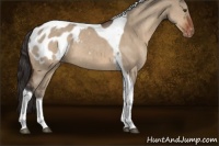 Horse Color:Brown Dun Tobiano Appaloosa 