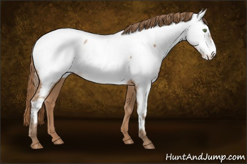 Horse Color:Bay Pearl Appaloosa Rabicano 