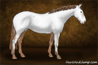 Horse Color:Bay Pearl Appaloosa Rabicano