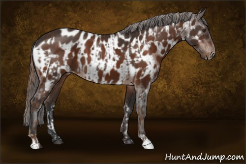 Horse Color:Liver Chestnut Appaloosa and Brown Appaloosa