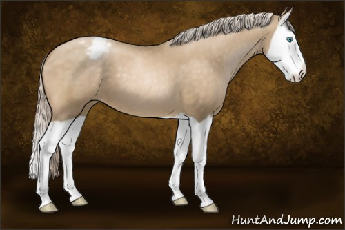 Horse Color:Chocolate Palomino Pearl Splash Appaloosa