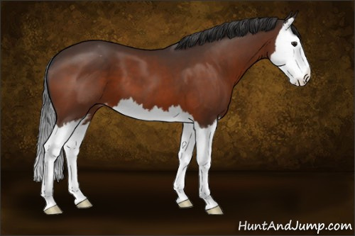 Horse Color:Brown Sabino Splash Appaloosa