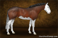Horse Color:Brown Sabino Splash Appaloosa 