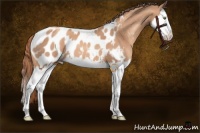 Horse Color:Gold Champagne Splash Appaloosa 