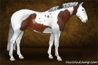 Horse Color:Brown Sabino Splash Tobiano Appaloosa 