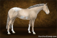 Horse Color:Chocolate Palomino Pearl Frame Appaloosa